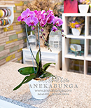 AnekaBunga.Com
